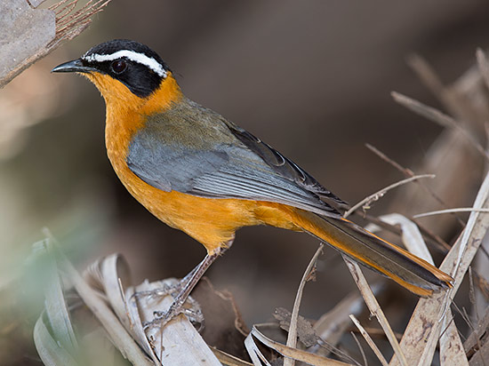 White-browed Robin-chat